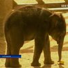 Зоопарк Мадрида показал новорожденного азиатского слоненка
