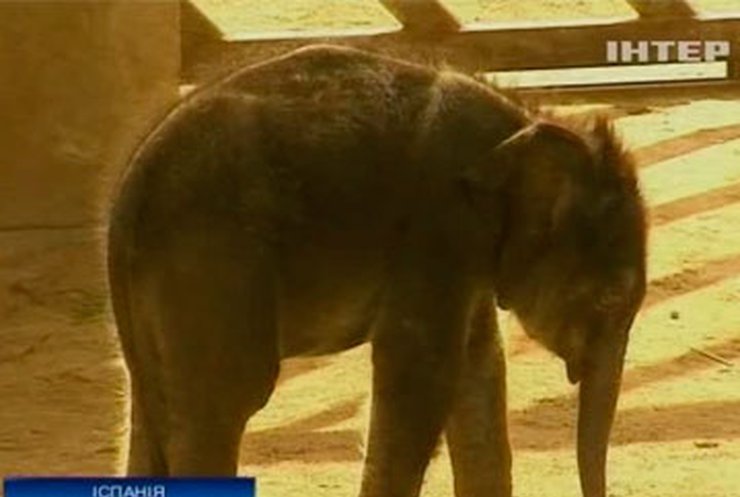 Зоопарк Мадрида показал новорожденного азиатского слоненка