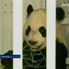 Китай передал канадскому зоопарку в аренду двух панд
