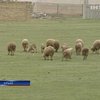 В Крыму неизвестные животные убили семерых овец