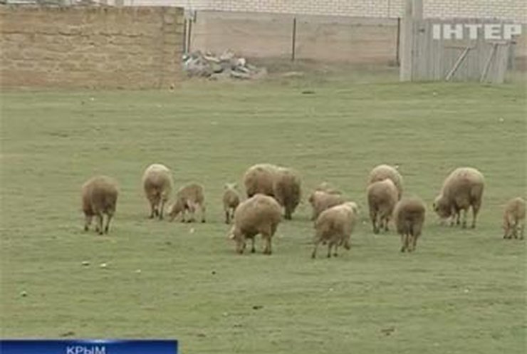 В Крыму неизвестные животные убили семерых овец