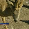 Жители Луганщины приютили косуленка