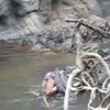 В зоопарке выдры насмерть загрызли обезьяну (видео)