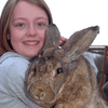 В Британии гигантский кролик "собирается" побить мировой рекорд