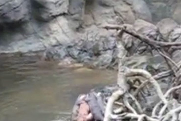 В зоопарке выдры насмерть загрызли обезьяну (видео)