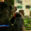 Животных из зоопарка Бангкока спасают от жары мороженым и душем