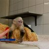 Немецкие пограничники забрали у Бибера обезьянку