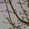 Крымские фруктовые деревья не выдержали холодной весны