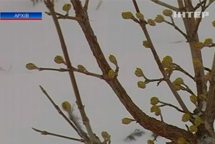 Крымские фруктовые деревья не выдержали холодной весны