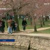 В Вашингтоне начался фестиваль сакуры, но цветы еще не распустились