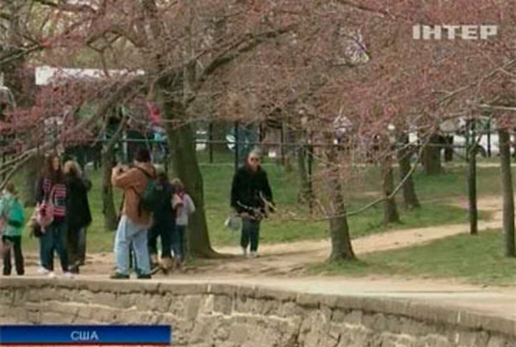 В Вашингтоне начался фестиваль сакуры, но цветы еще не распустились