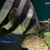 Японская рыбка прибыла в США на лодке