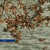 В Вашингтоне расцвели вишни