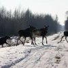 В американском штате водителям разрешили съедать сбитых животных
