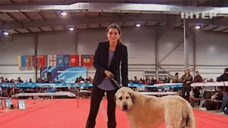 На выставке в Киеве показали самую большую в мире породу собак
