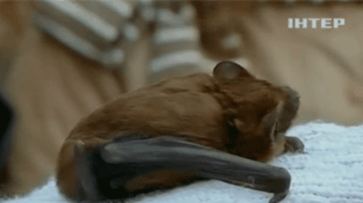 В Харькове выпустили на свободу спасенных летучих мышей