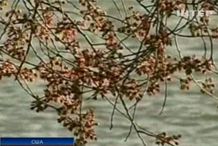 В Вашингтоне расцвели вишни