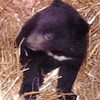 В Киевском зоопарке родился уссурийский медвежонок