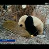 Китайцы спасли панду, которую избили сородичи