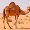 Мали подарит Олланду нового верблюда взамен съеденного