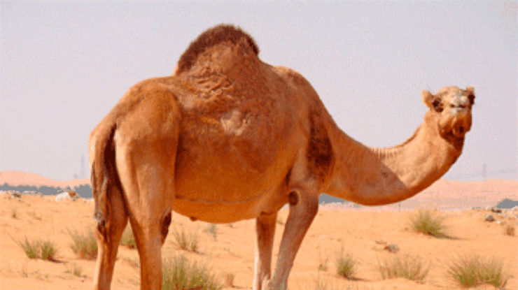 Мали подарит Олланду нового верблюда взамен съеденного