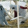 В китайском Наньцзине уничтожат всю домашнюю птицу в связи гриппом