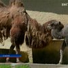 В зоопарке Рима показали двугорбого верблюжонка