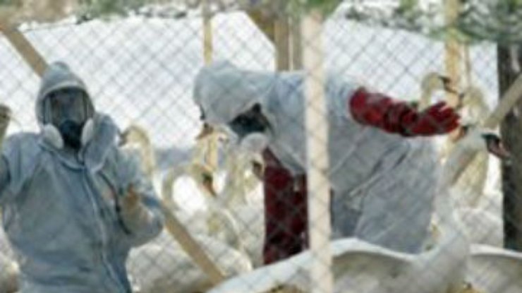В китайском Наньцзине уничтожат всю домашнюю птицу в связи гриппом
