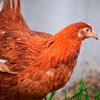В Англии курица сбежала из дома, уехав на грузовике