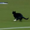 Кот выбежал на футбольное поле во время матча в Нидерландах