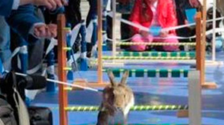 В Харькове впервые устроили кроличьи бега