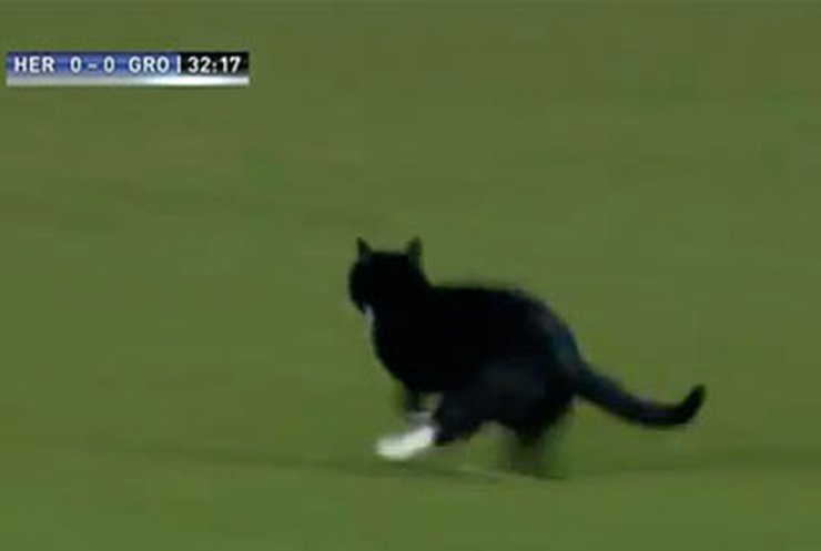 Кот выбежал на футбольное поле во время матча в Нидерландах
