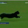 В Голландии выбежавший на поле во время матча кот чуть не сорвал игру