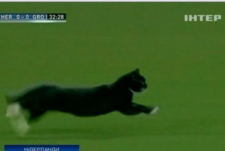 В Голландии выбежавший на поле во время матча кот чуть не сорвал игру