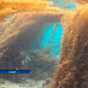 Кораллы у берегов Фиджи гибнут из-за переизбытка водорослей