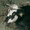 Запорожские спасатели вытаскивали корову из реки