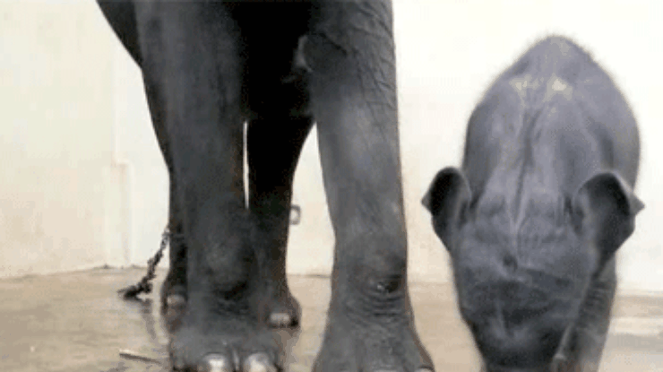 Индонезийский зоопарк пополнился суматранским слоненком
