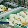 В Китае 17 человек умерли от нового вида "птичьего гриппа"