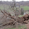 Тысячелетний валлийский дуб повалило ветром