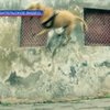В Черновцах живет знаменитый пес-паркурист Трэт