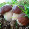 Белые грибы способствуют похудению