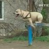 Буковинский пес-паркурист станет героем фильмов