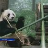 Китайские панды пытались на деревьях спастись от землетрясения
