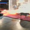 В Канзасе посетительница цирка встретила в туалете тигра