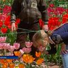 В Никитском ботсаду начали массово цвести тюльпаны
