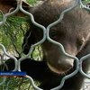 Посетителям винницкого зоопарка показали двоих гималайским медвежат