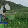 В Болгарии требуют отказаться от пестицидов из-за массовой гибели пчел