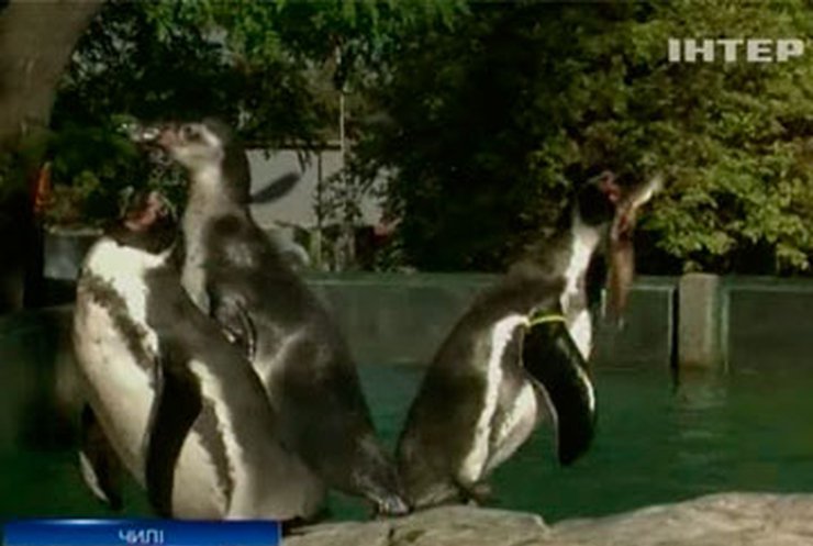 В Чили будут спасать пингвинов Гумбольдта