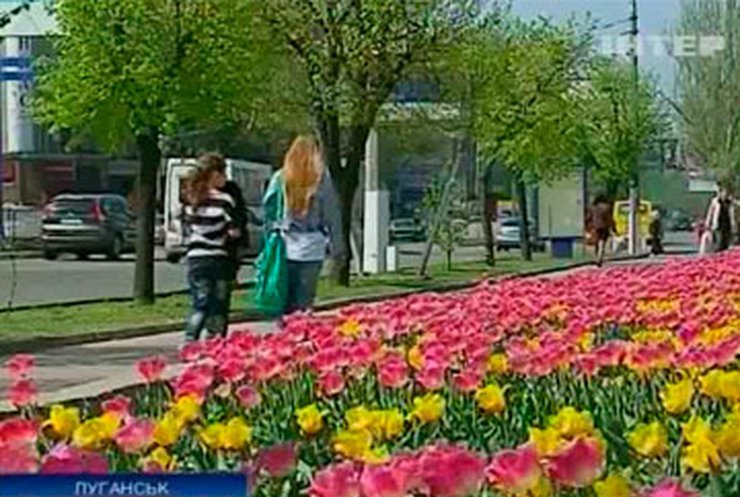 В Луганске расцвели тысячи тюльпанов