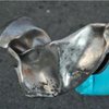 На бостонской бомбе обнаружена ДНК женщины
